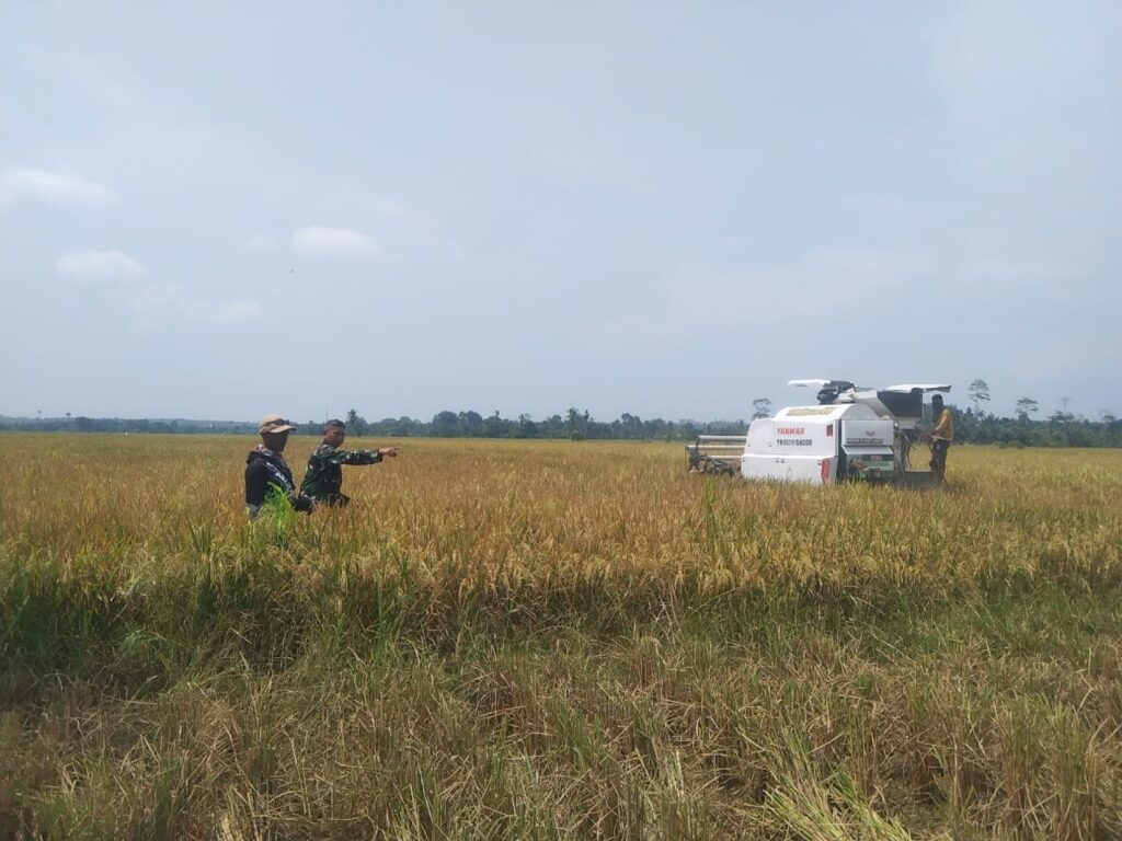 Sinergi Babinsa Pacu Semangat Panen di Paya Leupah