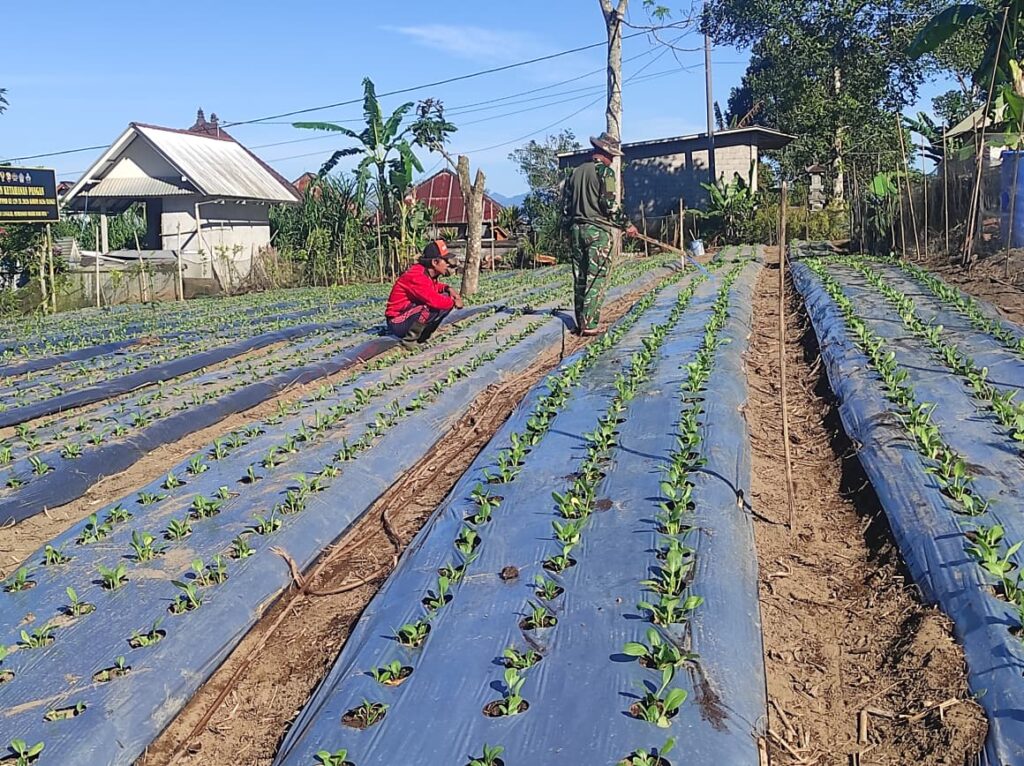 Peran Aktif Satgas TMMD Ke-129 Kodim 1626/Bangli Dalam Pengelolaan Tanaman Pakcoy