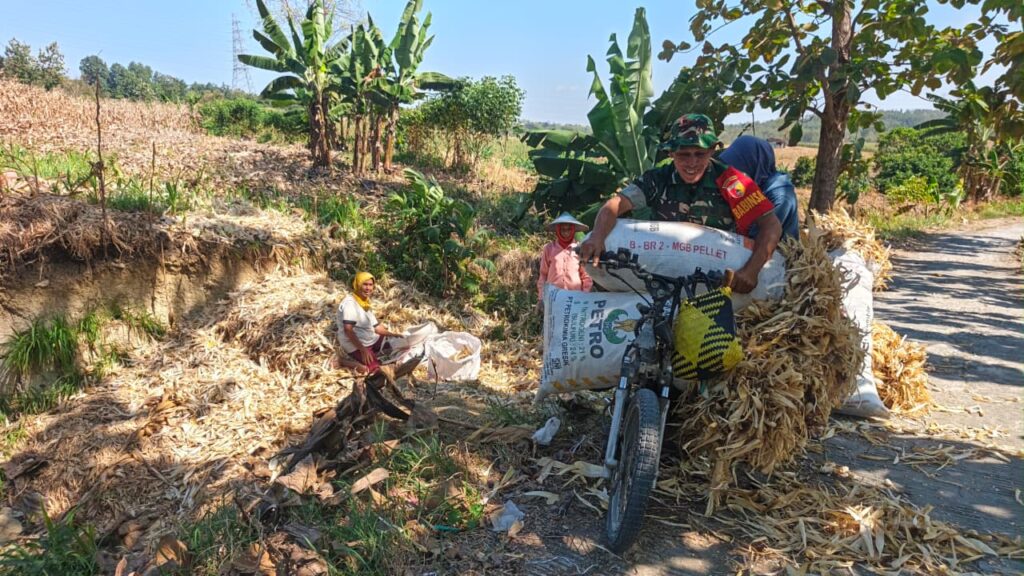 Babinsa TMMD 129 Turun Langsung Antar Pakan Ternak, Wujud Kepedulian TNI kepada Peternak Desa