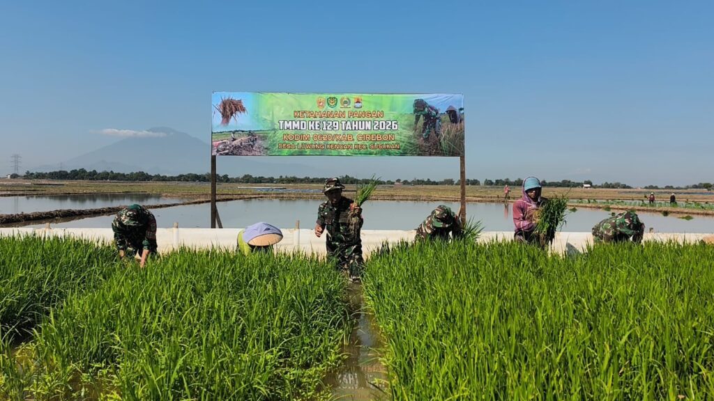 Penanaman Padi 1 Hektar dalam TMMD ke-129 di Kabupaten Cirebon Jadi Langkah Ketahanan Pangan