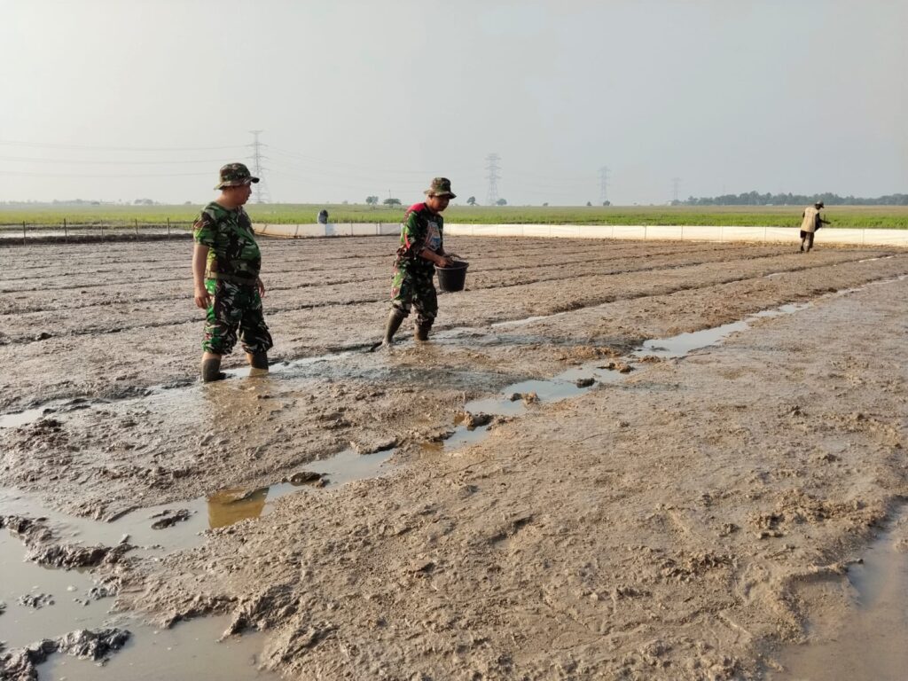 TMMD ke-129 Kodim 0620/Kab. Cirebon Mulai Pembibitan Padi 1 Hektar untuk Dukung Ketahanan Pangan