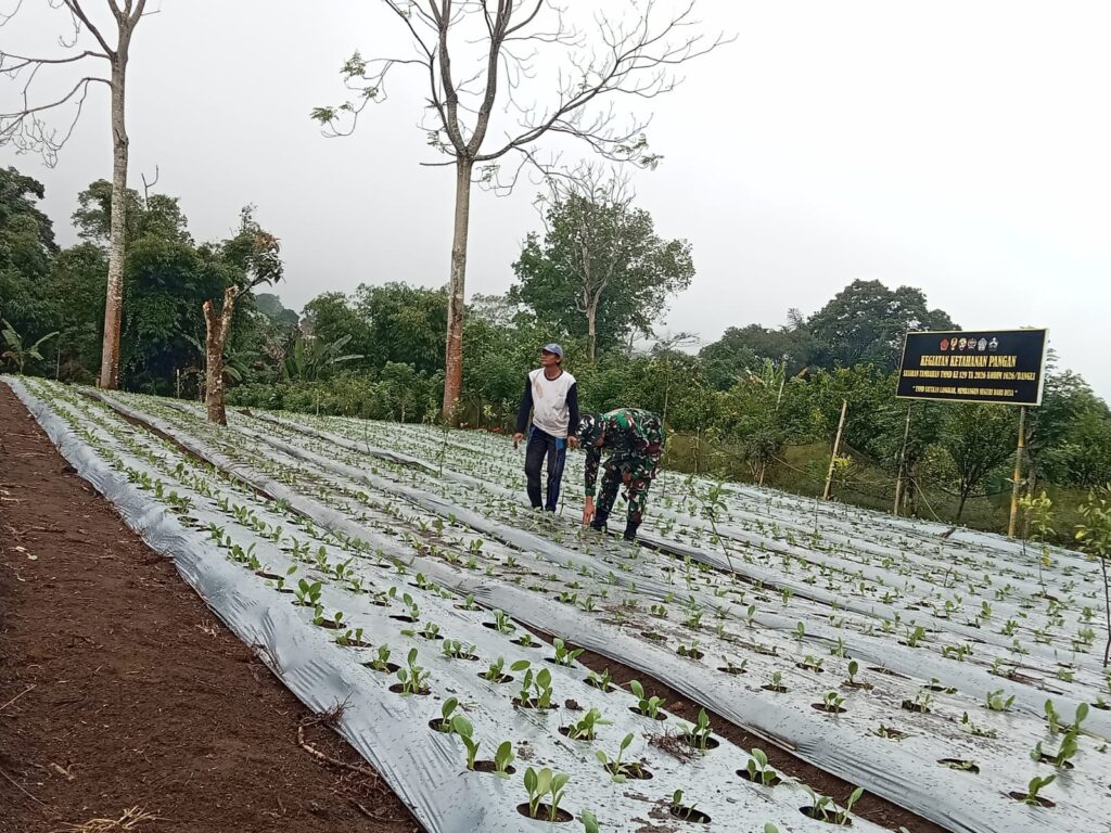 Satgas TMMD dan Warga Bersinergi Rawat Kebun Pakcoy di Desa Sekardadi