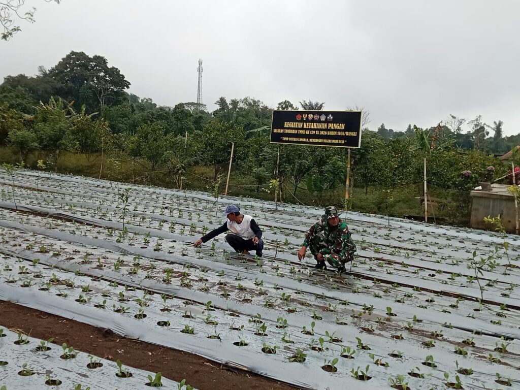 Sertu Budiarta Rutin Cek Tanaman Pakcoy Demi Sukseskan Program Ketahanan Pangan TMMD