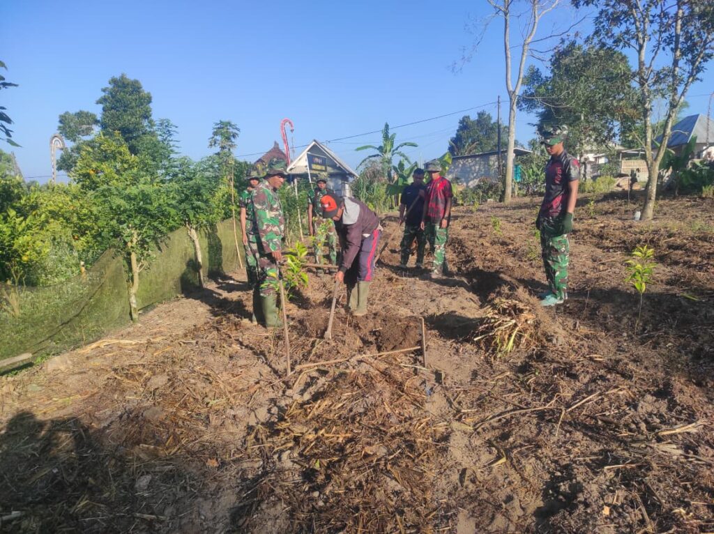 Pakcoy Dipilih Jadi Komoditas Unggulan TMMD Ke-129 Kodim 1626/Bangli, Panen Cepat Bernilai Ekonomis