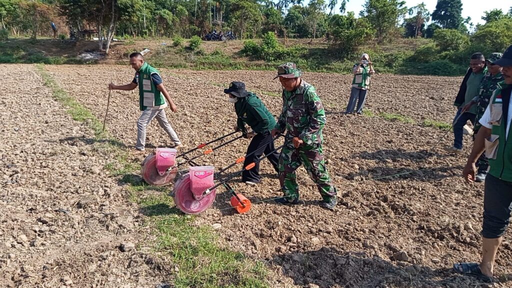 Kerjasama TNI dan PPL Melatihkan Budidaya Jagung di Pidie