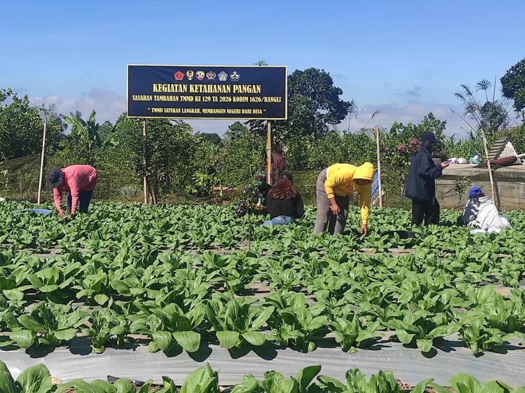Kesuksesan Panen Sayur Pakcoy di TMMD Bangli Membuktikan Daya Dukung Pangan dari Komunitas