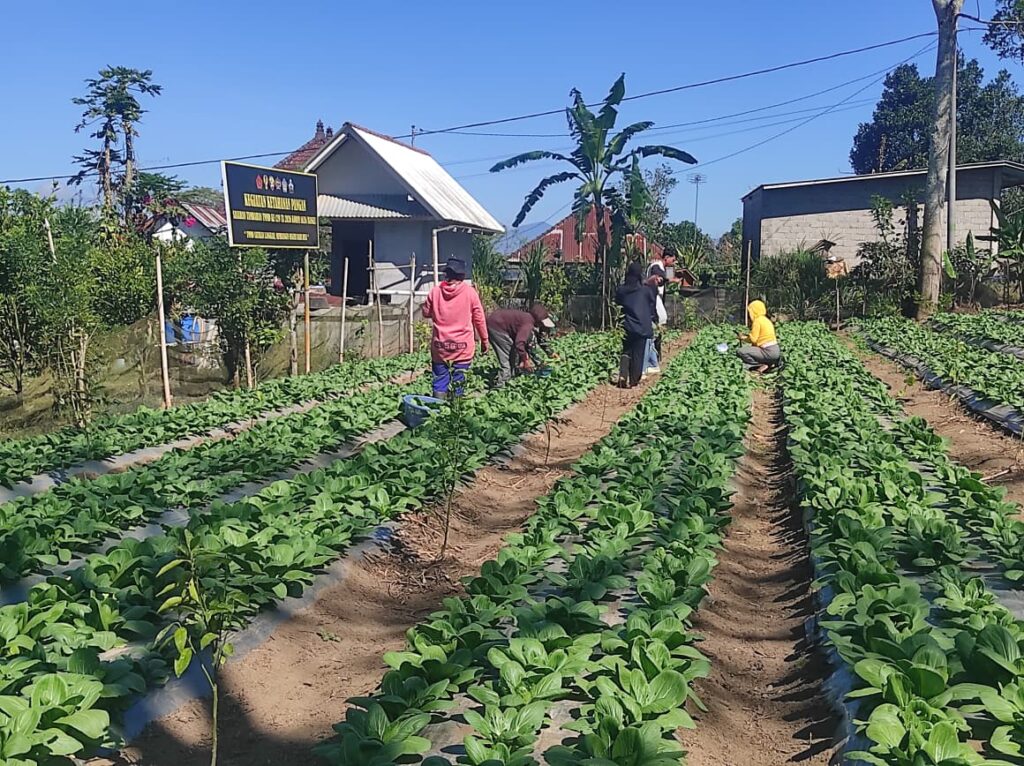 Panen Pakcoy: Warisan Keterampilan bagi Komunitas dari TMMD Bangli